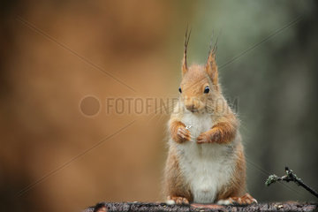 Red squirrel (Sciurus vulgaris) eating  Ardenne  Belgium