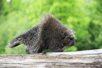 North American porcupine on a trunk - Minnesota USA