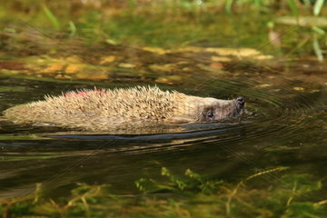 European Hedgehog (Erinaceus europaeus) swimming  France