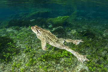 Common toad (Bufo bufo) swimming  Bueges spring  Occitania  France
