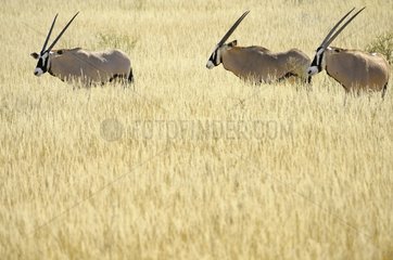 A small group of Oryx (Oryx gazella gazella)  adults and young  in the high grass of the Kalahari  Kgalagad Transfrontier Park  North Cape  South Africa