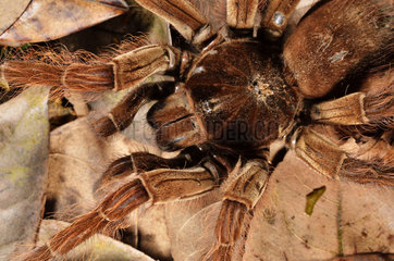 Goliath birdeater tarantula on forest ground - French Guiana