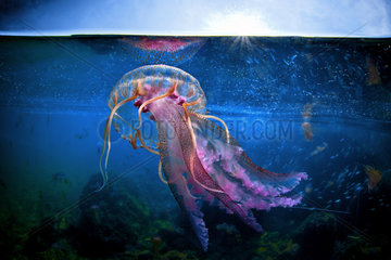 Highly stinging Jellyfish (Pelagia noctiluca) a few meters deep  Tyrrhenian sea  Bacoli  Italy
