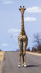 Giraffe (Giraffa camelopardalis) on a road  Kruger National park  South Africa