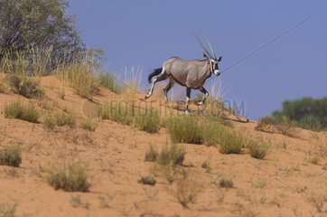 Gemsbok (Oryx gazella) running in dune  Kgalagadi  South Africa