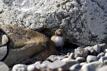 Young Arctic Tern calling - Varanger Norway