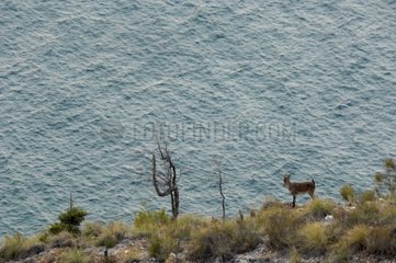 Male Spanish ibex in Nerja Spain