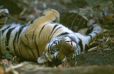 Tigre du Bengale couché PN Bandhavgarth Inde