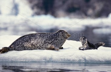 Female Harbor Seal and its small on an iceberg