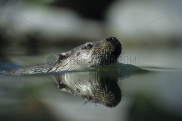 Porträt eines Eurasien Otter schwimmen Elsass