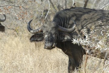 Portrait of a Buffalo of Africa