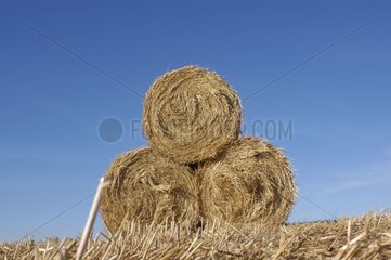 Straw stacks in a field