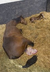 Stute English Vollblut in der Nähe seines neugeborenen Fohlens Frankreich