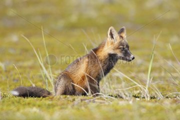 Young Red fox in dark phase sitting in grass Nome Alaska