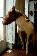 Pony of the taxidermic collection of the shop Deyrolle Paris