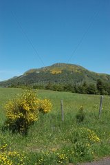 Wiese in der PNG von Auvergne-Vulkanen in Puy-de-dôme