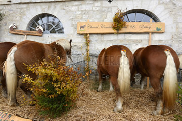 Horses race Comtoise  Super Comice in October 2015  agricultural comice  town center of Pontarlier  Doubs (25)  France