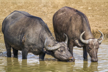 African buffalo (Syncerus caffer) drinking in Kruger National park  South Africa