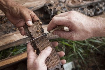 Cutting of the lids of Melipona larvae in their alveoli to seed hives. Training organized by the Chico Mendes Scientific Institute for Ribeirinhos populations living along the Araguari River in the Amazon with the objective of producing honey initially for personal consumption and eventually for sale; Trainer Douglas Schwank.