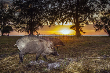 Wild boars (Sus scrofa) at dusk  Tarutao national park  Thailand