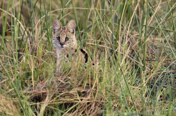 Serval in the tall grass - Moremi Botswana