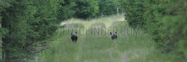 Wild boar (Sus scrofa)  Ardenne  belgium