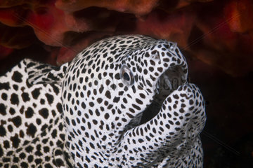 Portrait of a Laced Moray (Gymnothorax favagineus)  Indian Ocean  Mayotte