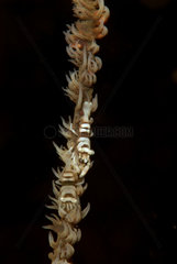 Black Coral Commensal Shrimp - Negros Philippines