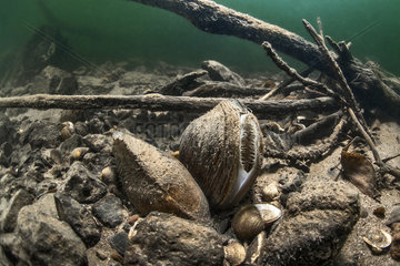 Fresh water mussels (Anodonta cygnea) in river Herault  France