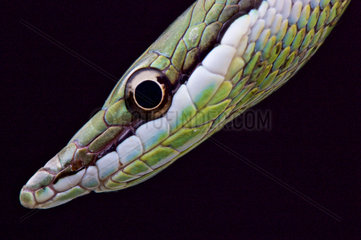Long Nosed Snake (Philodryas baroni)  Argentina