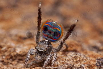 Male peacock spider showing his colorful abdomen - Australia