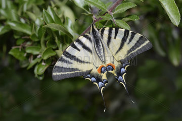 Southern swallowtail (Iphiclides podalirius)  Mercantour  Alps  France