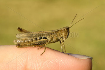 Locust sitting on a finger - France