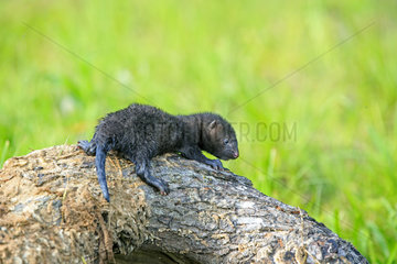 Young American mink on a hollow trunk - Minnesota