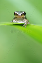 Young Tree Frog (Hyla arborea) coming out of a pond. Prairies of the Fouzon. Touraine. France.