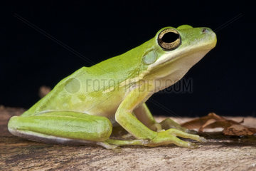 American green tree frog (Hyla cinerea)  USA