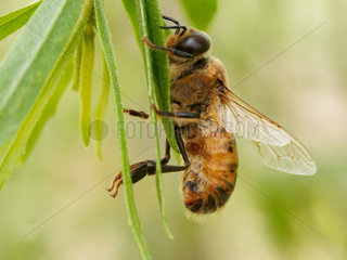 Italian bee (Apis mellifera ligustica) - The varroa parasite often develops in the drones' cells. During the fertilization flights  which last twenty or so minutes  a drone might land on a leaf to warm itself up. The males' peak flying time is between 2pm and 5pm. They fly at a height of 10 to 40 metres above the ground. The males' average flight distance is 900 metres./