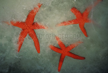 Red Starfish - Mediterranean Sea