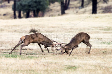 Red deer (Cervus elaphus)  stags in rut fighting  Spain