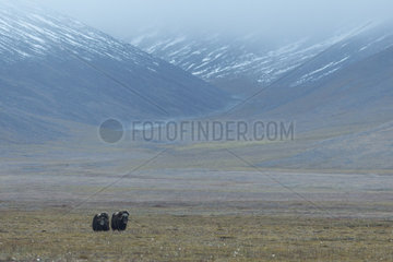 Musk ox (Ovibos moschatus) in the tundra  Wrangel Island  Chukotka  Russia