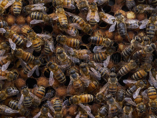 Honey bee (Apis mellifera) - The nurse bees control the temperature of the brood of bees and of males.