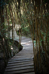 Wooden walkway through the woods - Chile Puelo