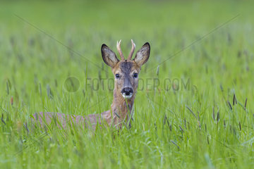 Western Roe Deer (Capreolus capreolus)  Roebuck in Spring  Hesse  Germany  Europe