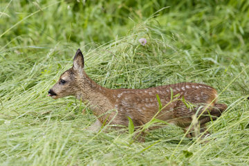 Roe deer (Capreolus capreolus) fawn walking in tall grass in spring  Alsace  France