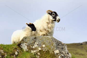 Sheep Scottish Blackface and lamb - Scotland