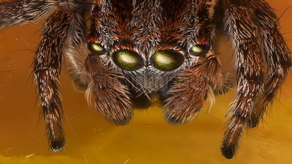 Portrait of male Peacock Jumping Spider - Australia