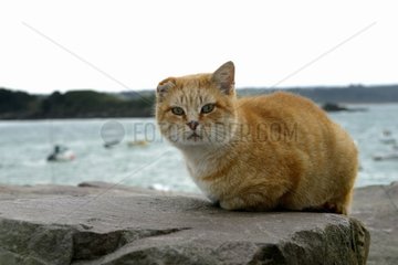 Cat de Gutter wandert in einem Fischereihafen verkrüppelt  der verkrüppelt ist