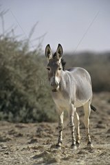 Wild ass of Somalia in the Negev desert Israel