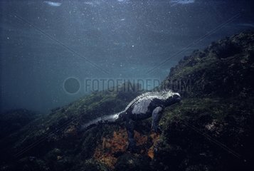 Iguane marin nageant Iles Galapagos Équateur