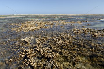 Reef at low tide emerging from the Tenia island